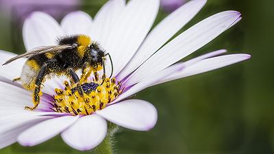 Un calendario invisibile regola l’incontro tra fiori e impollinatori e plasma la biodiversità