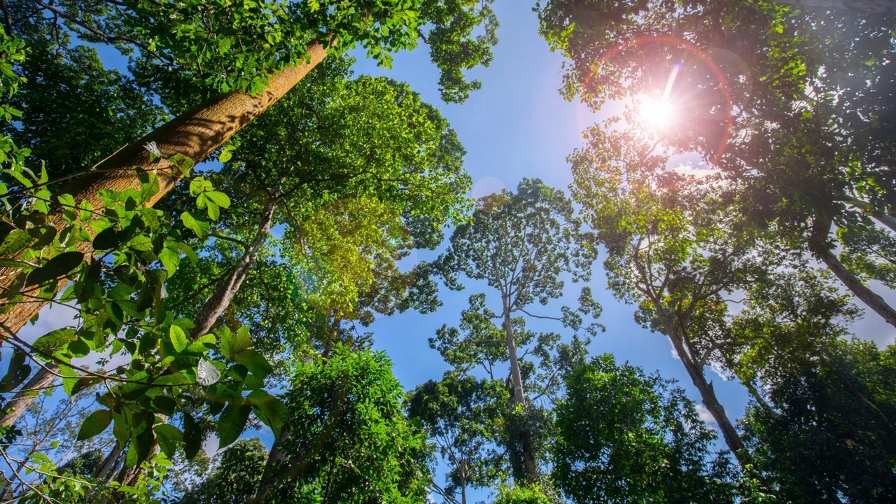 Un nuovo studio rivela dove gli alberi fanno davvero la differenza