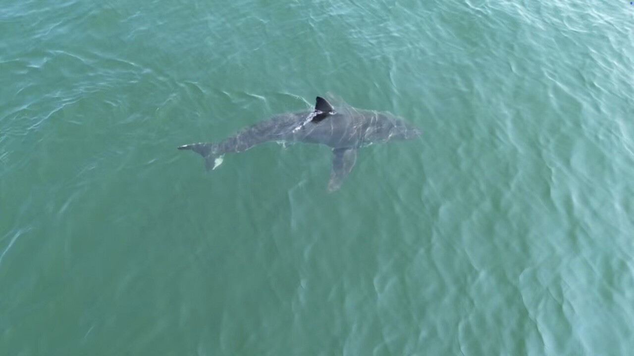 I grandi squali bianchi si spingono a nord: cosa li attira?