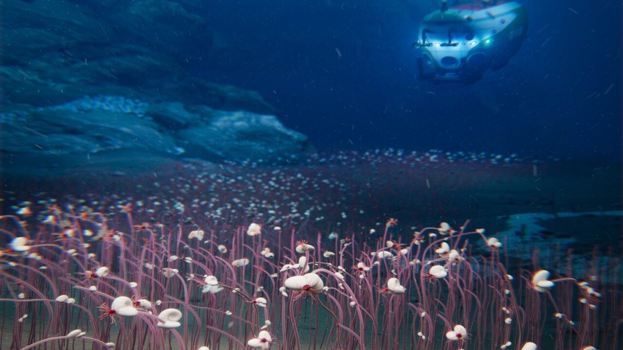 Vita nel buio più profondo: cosa si cela sotto 9.000 metri di oceano