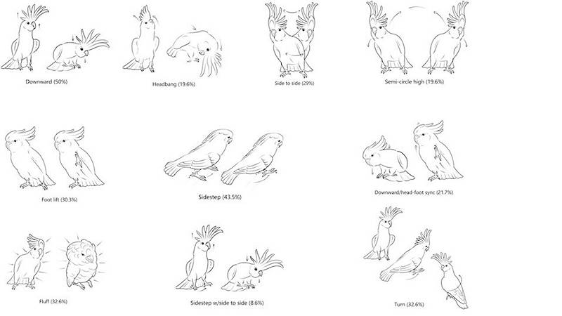 illustrazione dei 10 movimenti di danza più comuni registrati dai pappagalli