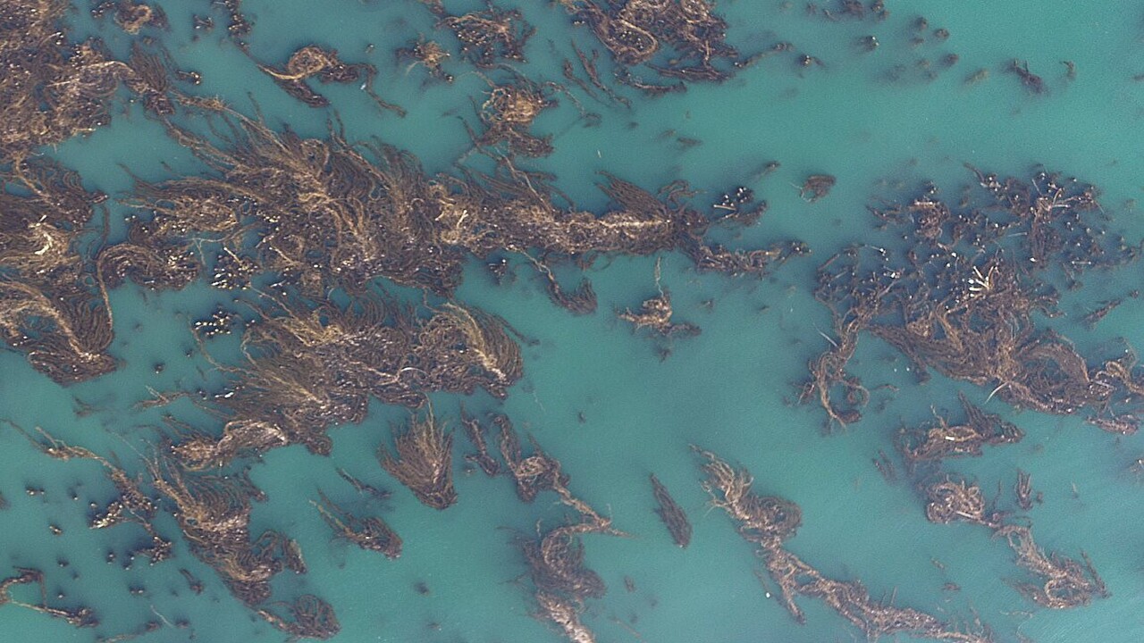 Scoperta la soluzione per salvare le foreste di alghe dal riscaldamento degli oceani