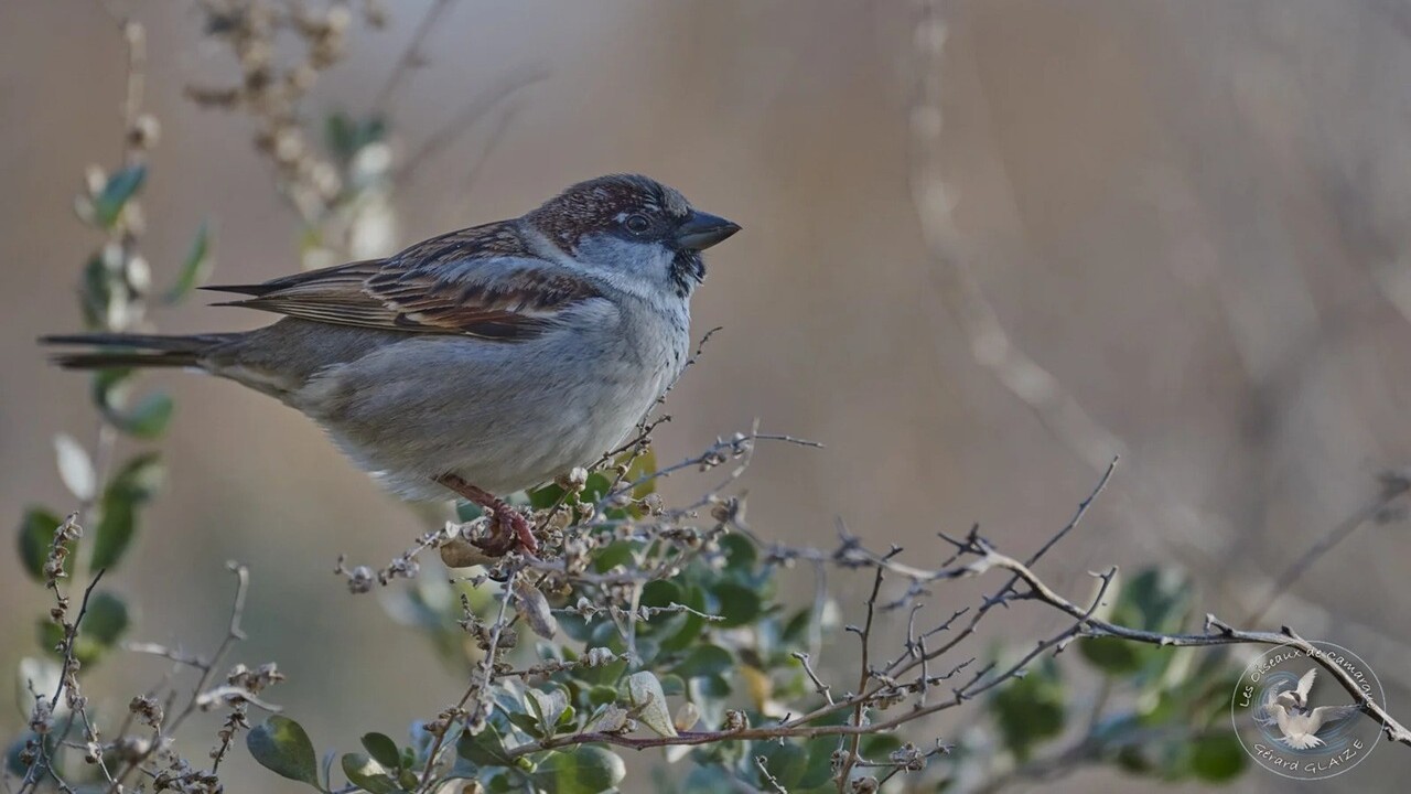 Un’analisi dell’albero della vita cambia il modo in cui vediamo l’evoluzione