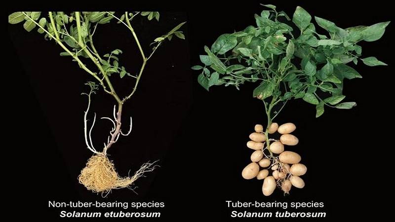 patate con e senza tuberi