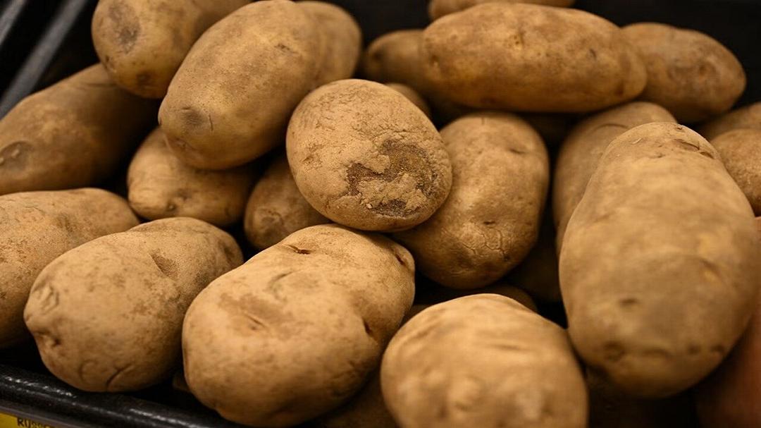 La patata ha radici antiche e un passato genetico davvero inaspettato