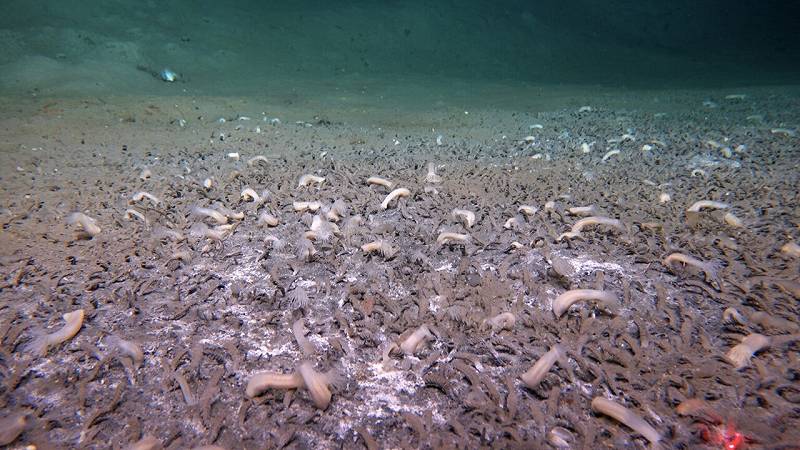 policheti tubolari
