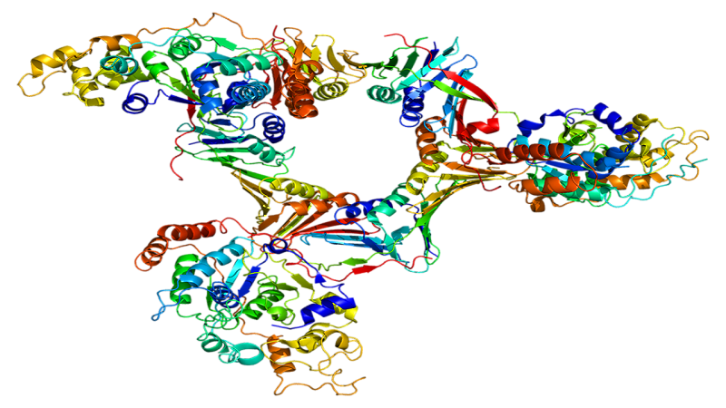 proteina Fen1