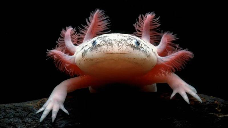 salamandra di Città del Messico