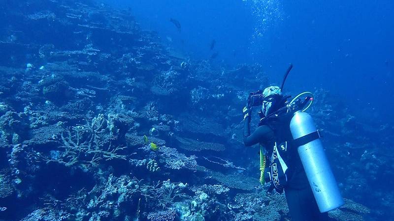 sbiancamento delle barriere coralline australiane