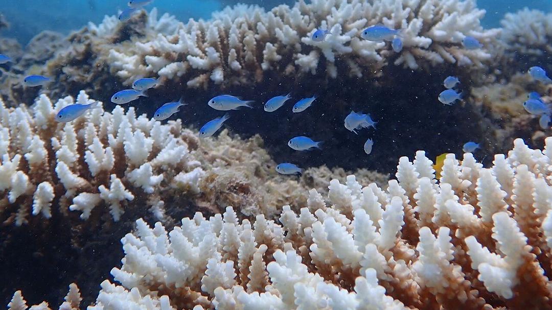 Cambiamento climatico: un evento senza precedenti sta colpendo le barriere coralline australiane