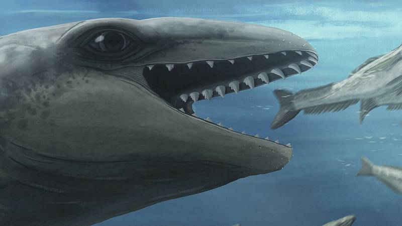scoperta balena preistorica di dimensioni umane