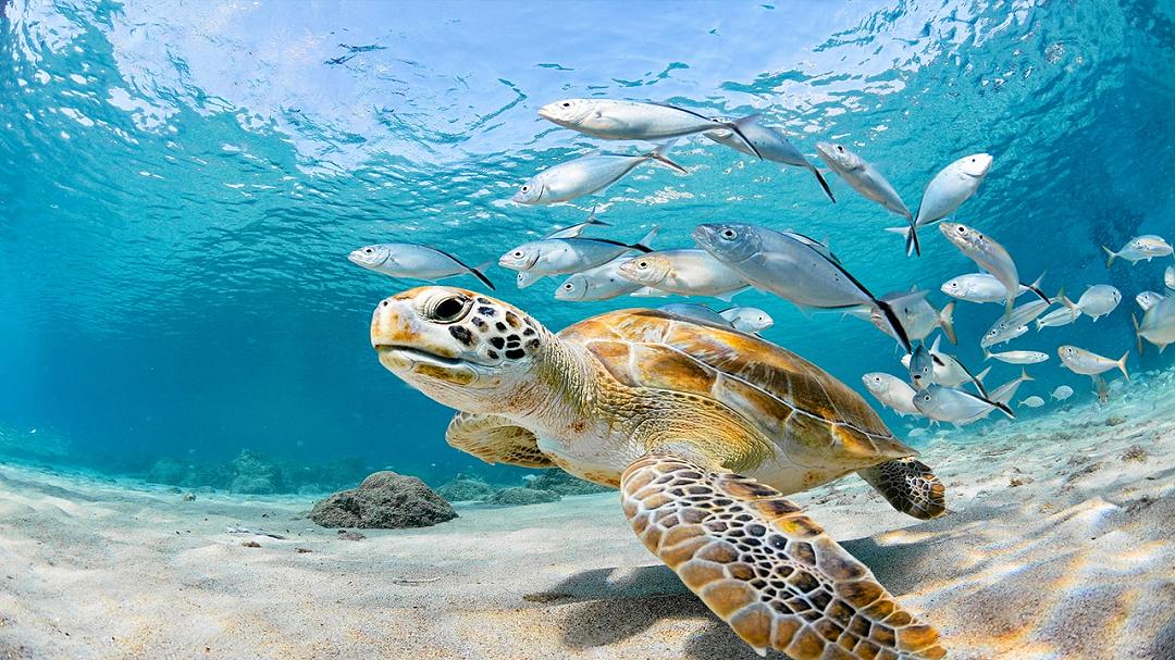 Un arcipelago svela il potenziale nascosto della conservazione marina