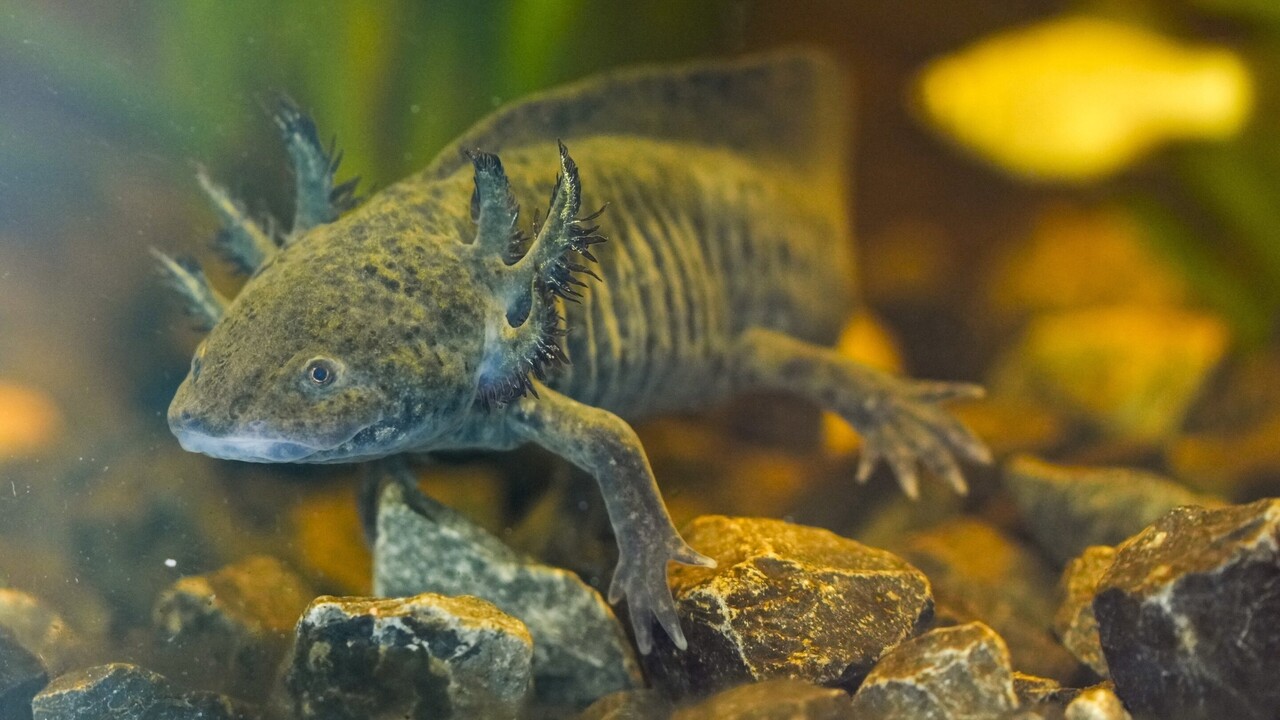 Un’antica salamandra potrebbe cambiare il destino di Città del Messico