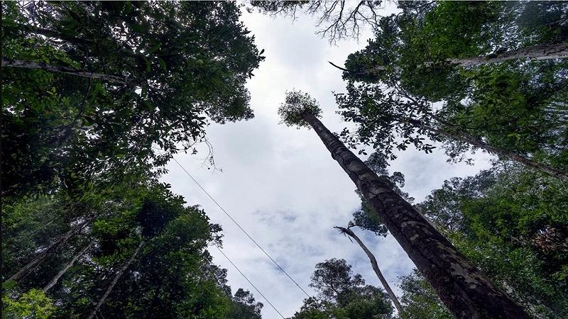 alberi della foresta amazzonica