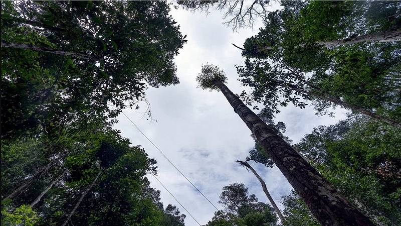 alberi della foresta amazzonica
