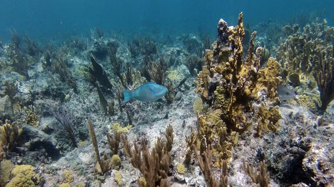 Un nuovo studio rivela quanto siano vulnerabili le barriere coralline atlantiche