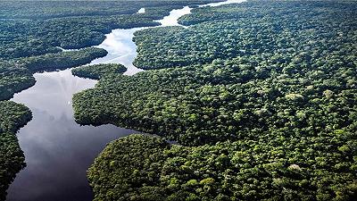 Cambiamento climatico: gli alberi dell’Amazzonia stanno crescendo più del previsto