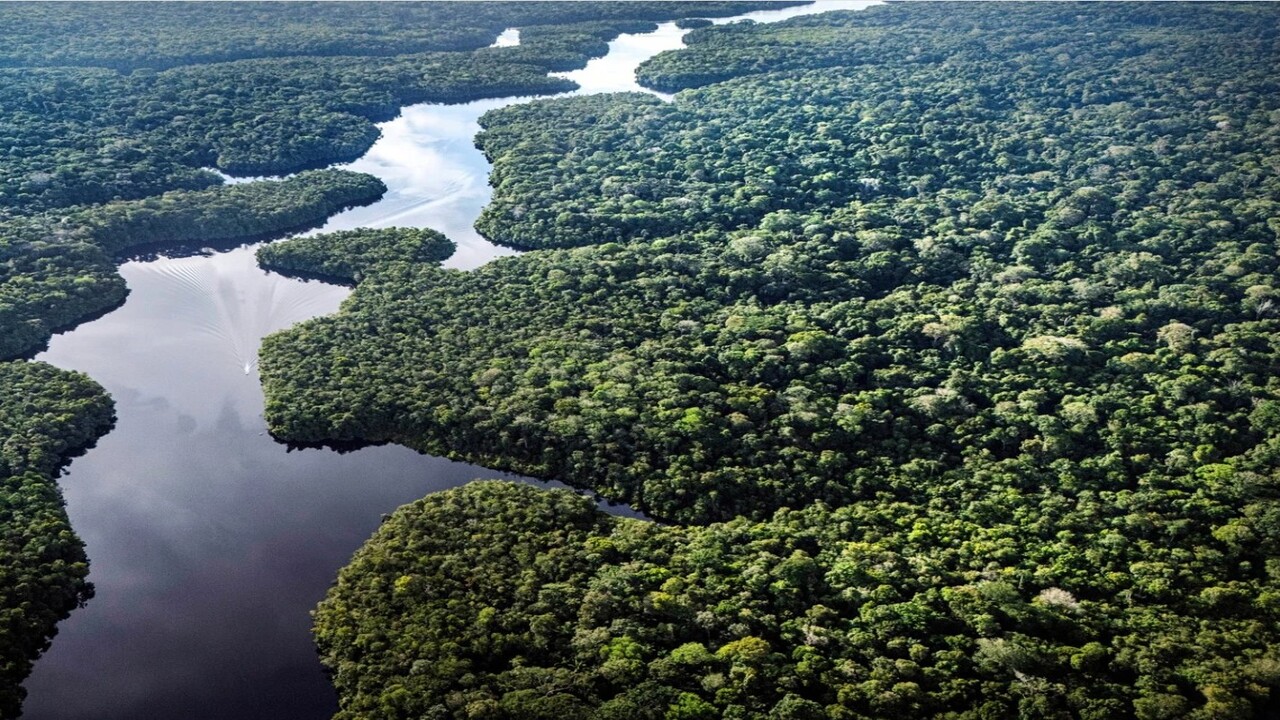 Cambiamento climatico: gli alberi dell’Amazzonia stanno crescendo più del previsto
