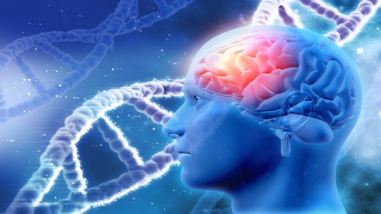 Il cervello umano si è evoluto in modo unico: ecco cosa implica per l’autismo