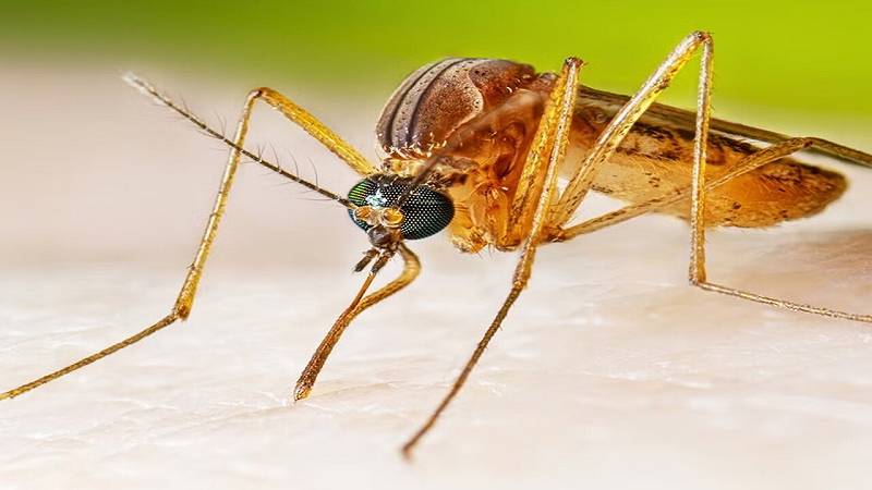 nuova scoperta sulle zanzare potrebbe eliminare la malaria