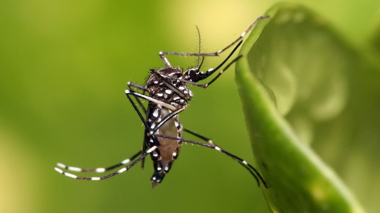 Zanzare in evoluzione: la scienza individua il modo per anticiparle