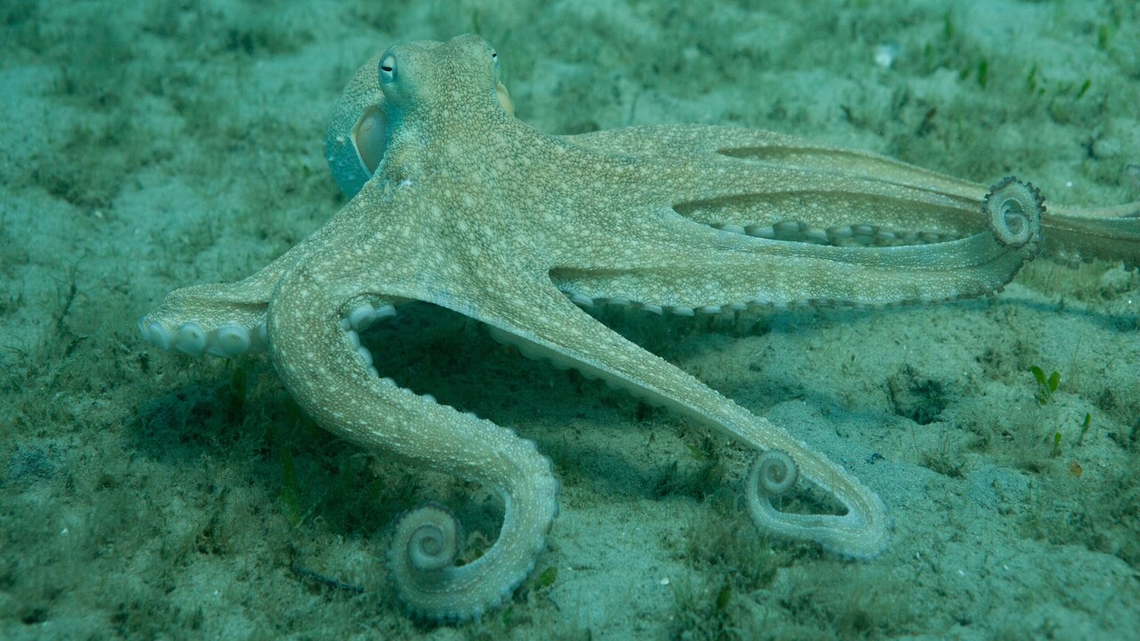 Un nuovo studio svela come i polpi usano le braccia in modo strategico