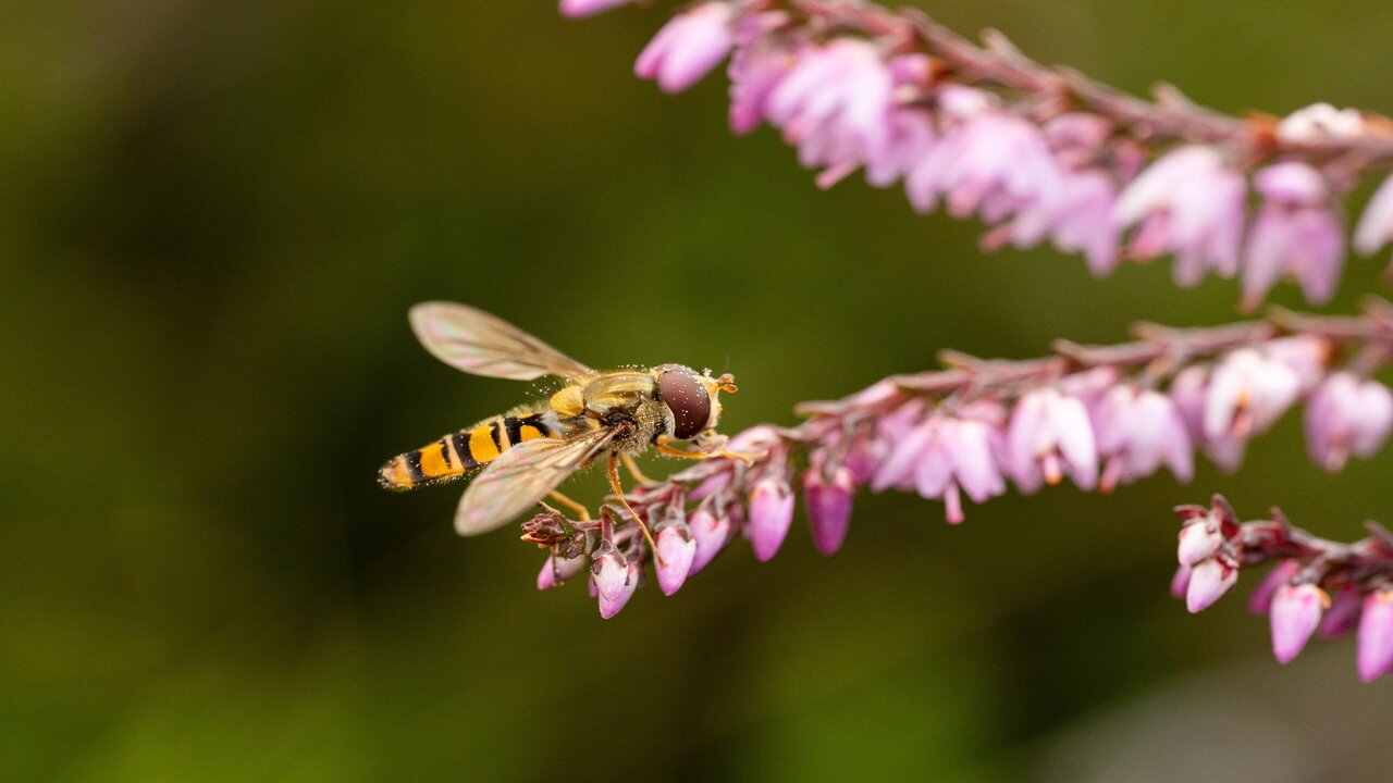 Impollinatori in volo sul Mare del Nord: cosa ci raccontano i sirfidi