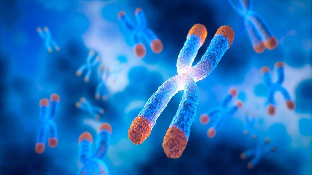 Identificato un nuovo meccanismo che protegge i cromosomi dal caos cellulare