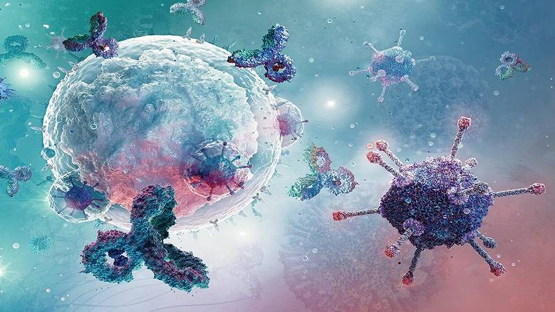un flusso sanguigno limitato può far invecchiare prematuramente il midollo osseo