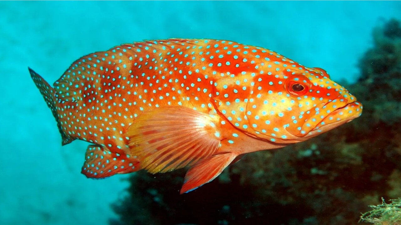 Scoperti i geni che aiutano i pesci a sfidare la salinità