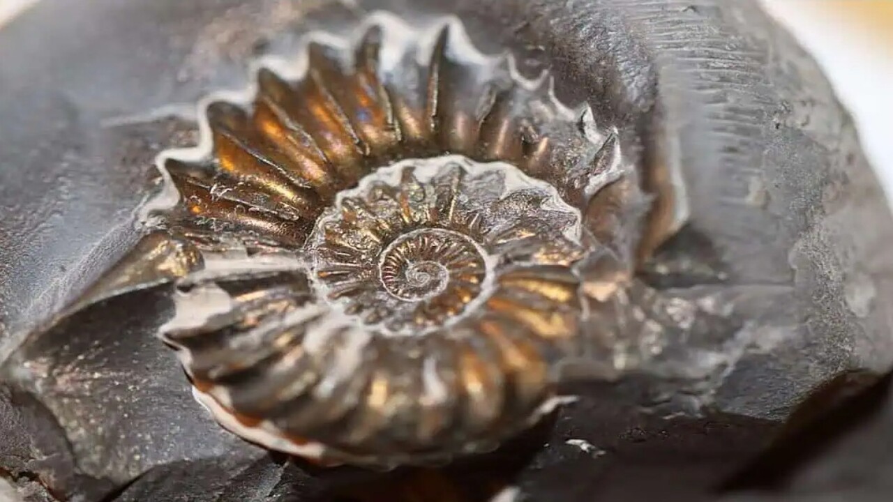 Un fossile che brilla racconta l’antica storia della Terra