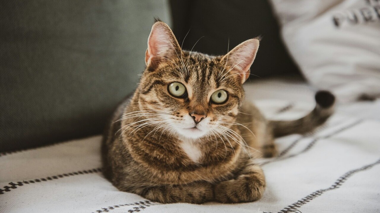 Condividere la vita con un gatto modifica il cervello umano e felino