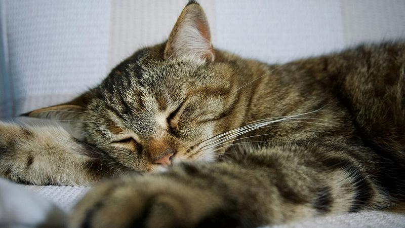 condividere la vita con un gatto modifica il cervello umano e felino