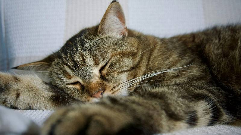 condividere la vita con un gatto modifica il cervello umano e felino