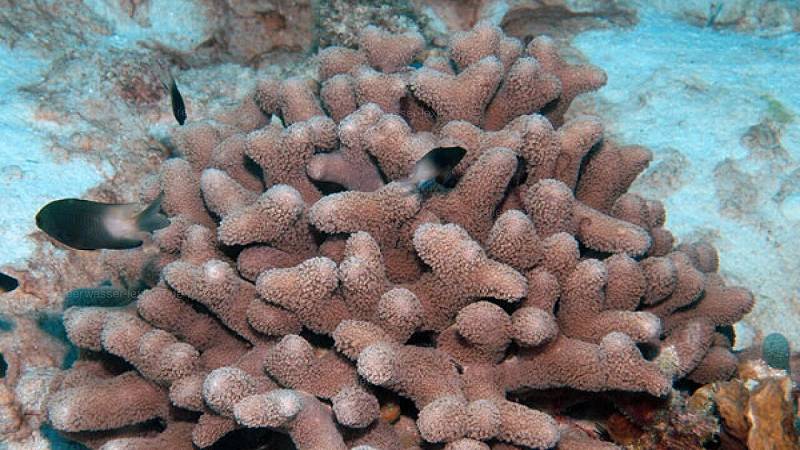coralli e compatibilità genetica