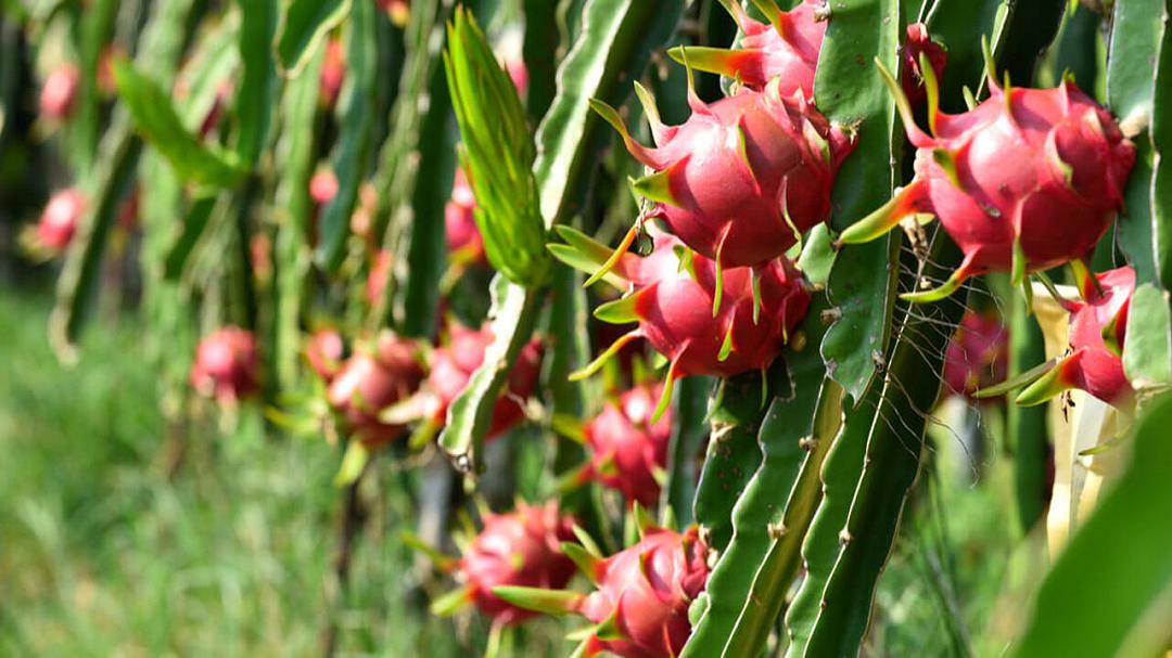 Frutto del drago, il potenziale nascosto nella propagazione
