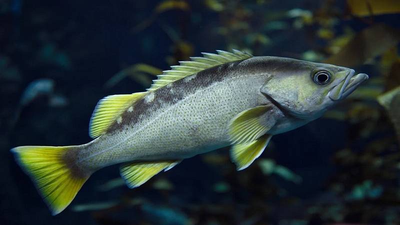 i pesci si adattano ai diversi ambienti acquatici