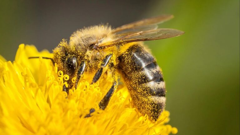Nel polline si nasconde una difesa naturale contro le malattie delle api