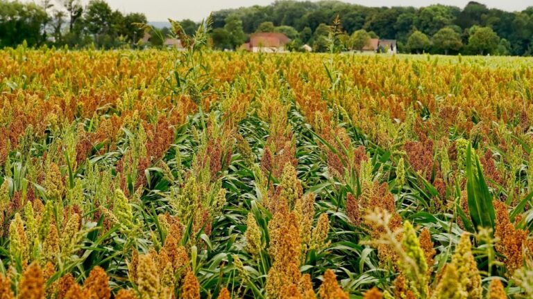 Le piante respirano mercurio: nuova scoperta sull’inquinamento atmosferico