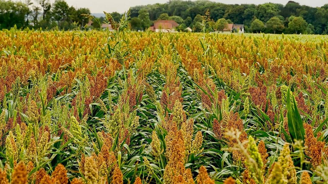 Le piante respirano mercurio: nuova scoperta sull’inquinamento atmosferico