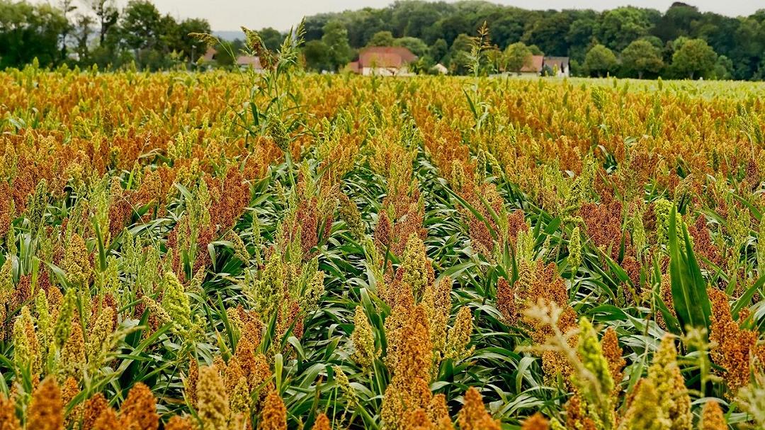 Le piante respirano mercurio: nuova scoperta sull’inquinamento atmosferico