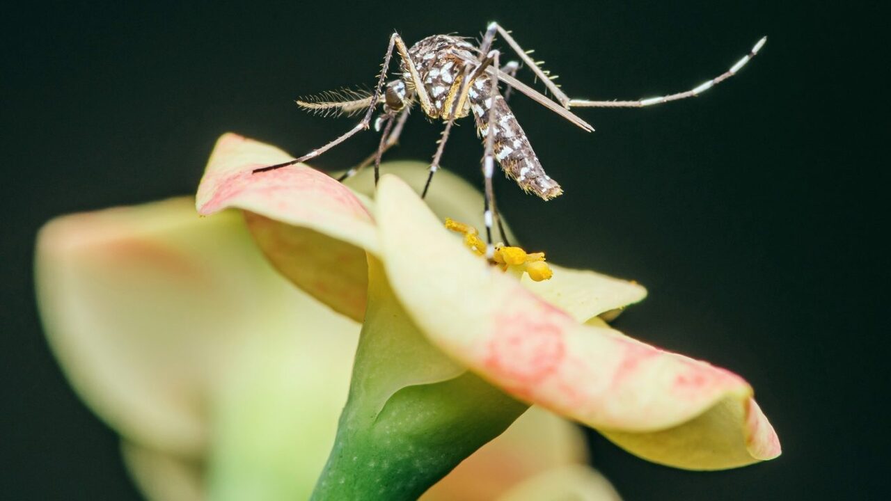 Scoperta una fragranza naturale che inganna e uccide le zanzare