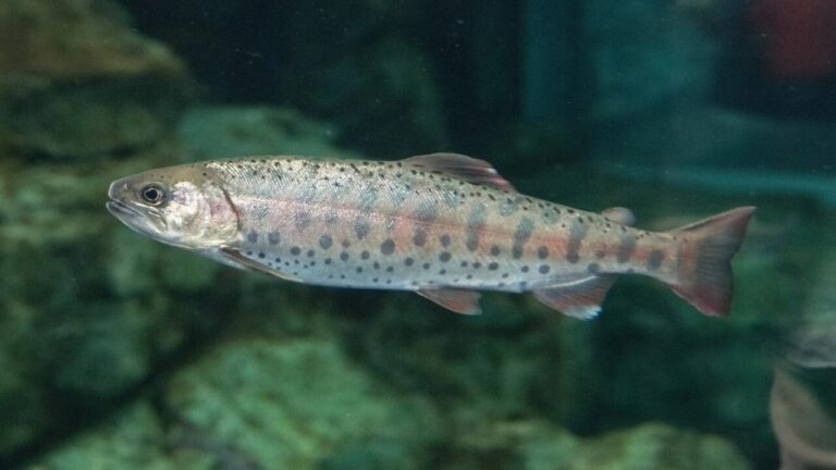 Adattamento climatico: il salmone come modello di flessibilità evolutiva