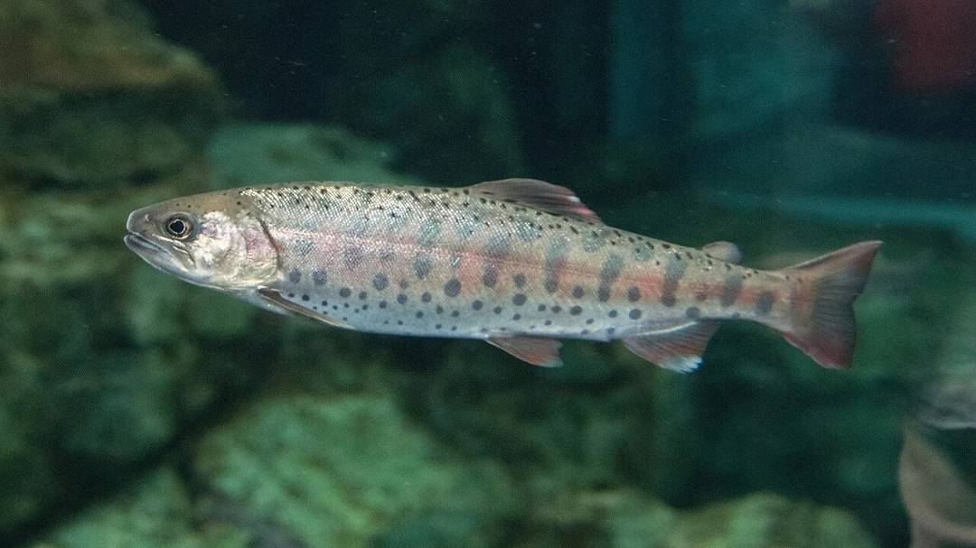 Adattamento climatico: il salmone come modello di flessibilità evolutiva