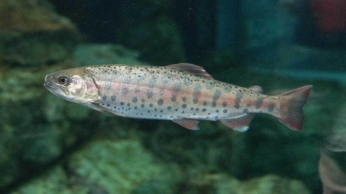 Adattamento climatico: il salmone come modello di flessibilità evolutiva