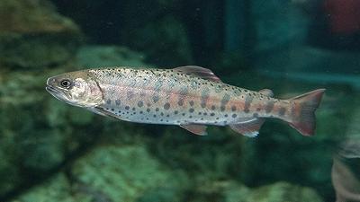 Adattamento climatico: il salmone come modello di flessibilità evolutiva