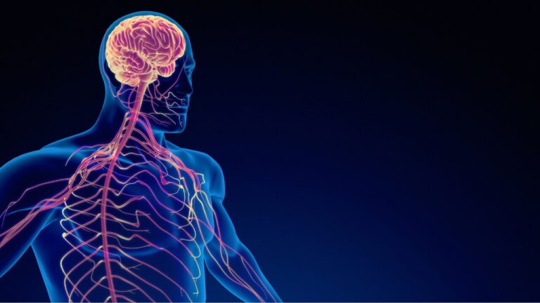Una scoperta australiana collega il sistema nervoso alla progressione dei tumori gastrointestinali