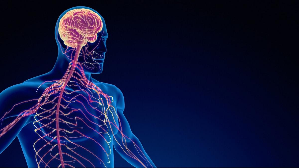 Una scoperta australiana collega il sistema nervoso alla progressione dei tumori gastrointestinali