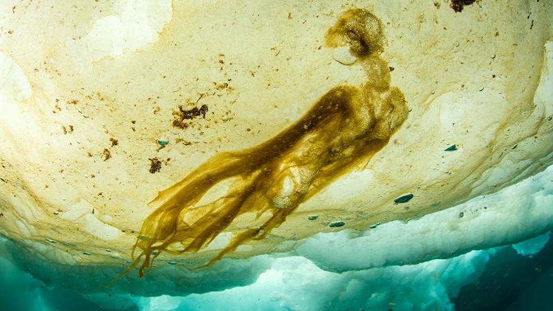 sotto il ghiaccio marino nell'Artico