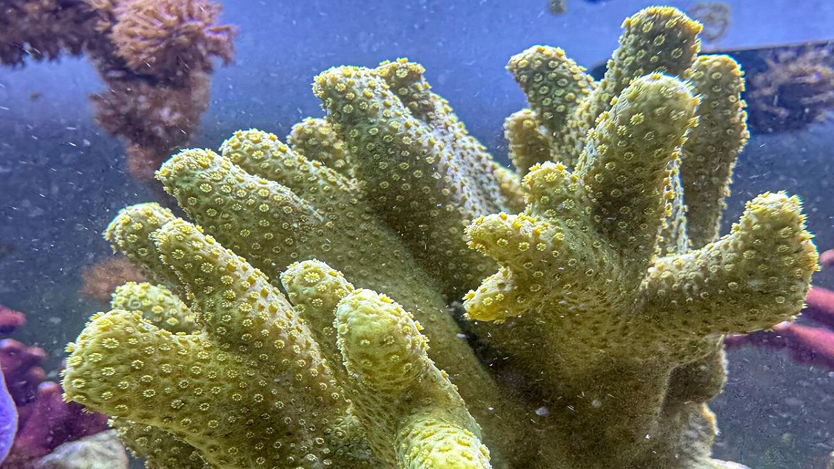 Coralli e compatibilità genetica: realizzato uno studio rivoluzionario